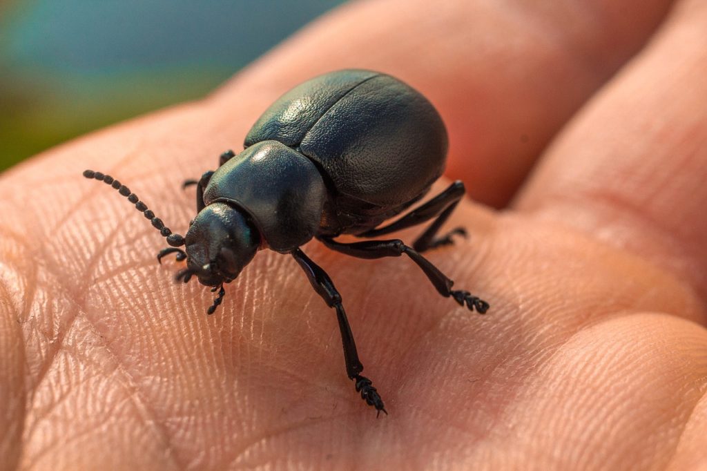 bugs