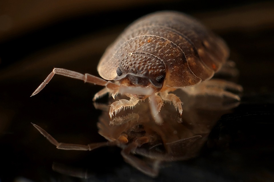 Bed bug