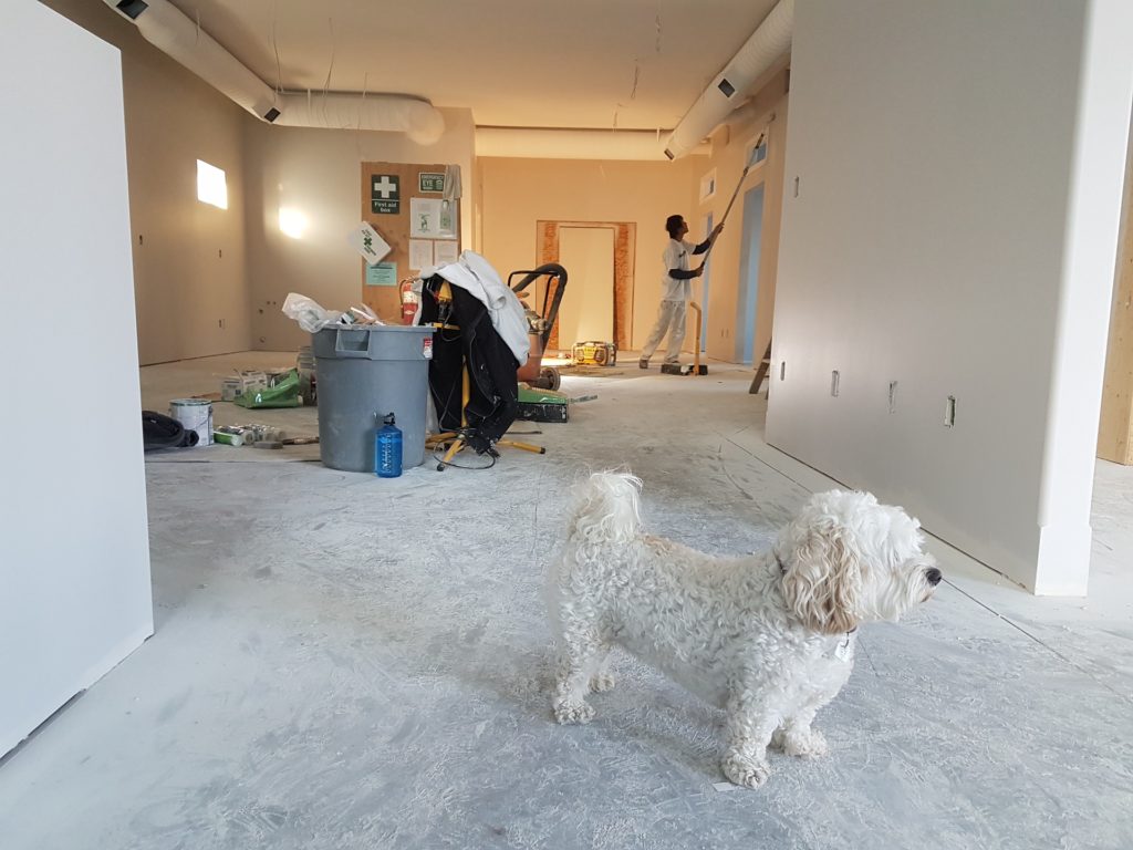 Dog