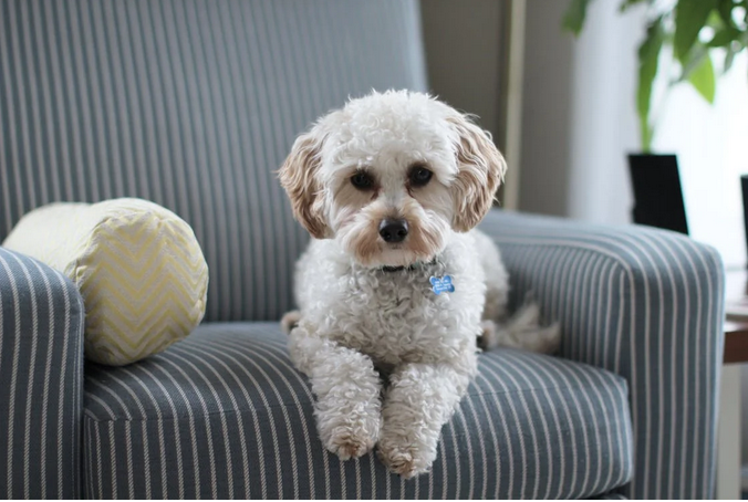 couch
