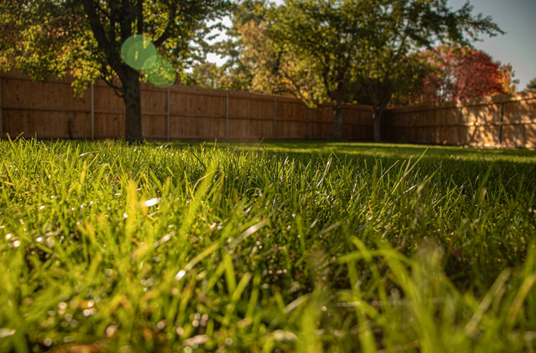 grass